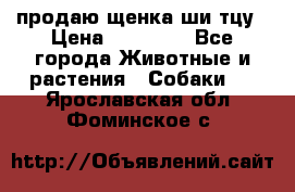 продаю щенка ши-тцу › Цена ­ 10 000 - Все города Животные и растения » Собаки   . Ярославская обл.,Фоминское с.